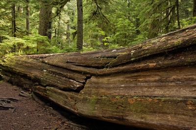 pictures of Mount Rainier National Park - Twin Firs Loop
