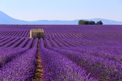 instagram spots in Provence Alpes Cote D Azur - Stone House in the Lavender Field, Valensole