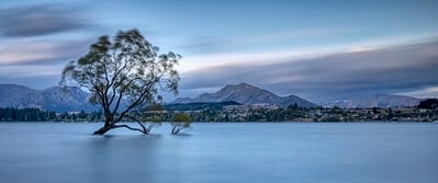 photography spots in New Zealand - Lone Tree of Wanaka