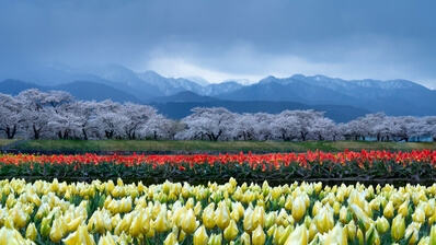 Toyama photography spots - Asahi Funakawa Spring Quartet