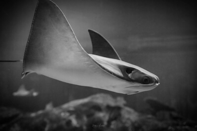 images of Las Vegas - Shark Reef Aquarium