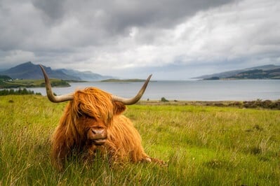 Isle Of Skye photography guide - Highland Cow Viewpoint