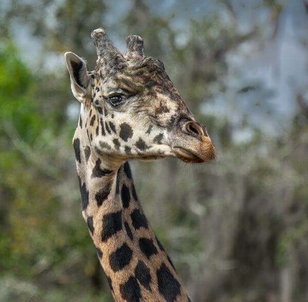 Nubian giraffe.  This species is native to Sudan and Ethiopia.