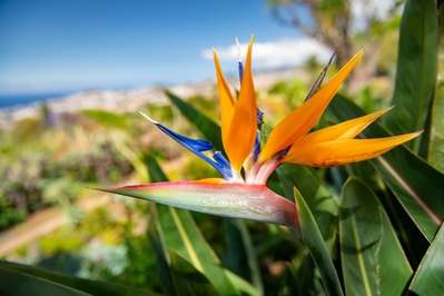 Madeira instagram locations - Madeira Botanical Garden