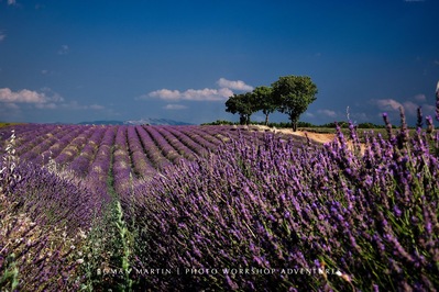 instagram spots in Provence Alpes Cote D Azur - Lavender Fields, Brunet