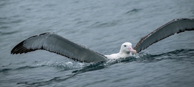 photo spots in New Zealand - Albatross Encounter