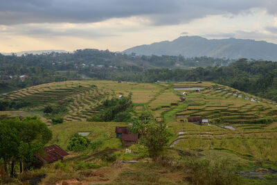 East Nusa Tenggara instagram spots - Ruteng Rice Fields Walk
