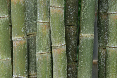 photo locations in East Nusa Tenggara - Bamboo Forest near Bajawa