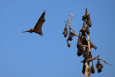 photography spots in Indonesia - 17 Islands - Flying Fox Colony