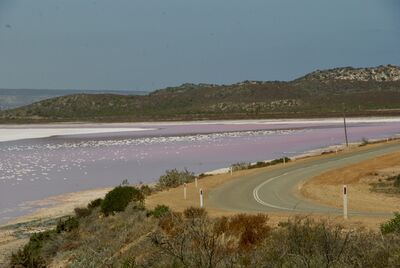 photo spots in Australia - Pink Lake Lookout, Hutt Lagoon