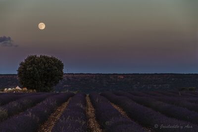 Spain photography spots - Lavender Fields, Brihuega