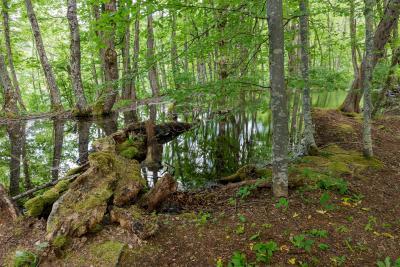 images of Plitvice Lakes National Park - Flooded Forest