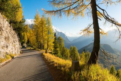 images of Soča River Valley - Alpine Road & Larch Trees