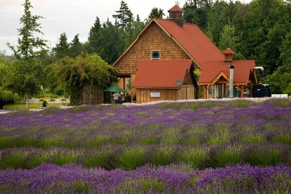  A Lavender Farm
