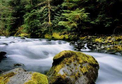 photos of Olympic National Park - North Fork Trail