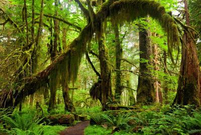 images of Olympic National Park - Maple Glade Nature Loop