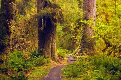 photos of Olympic National Park - Hoh River Trail