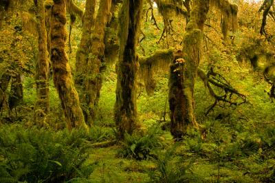 pictures of Olympic National Park - Hoh River Trail