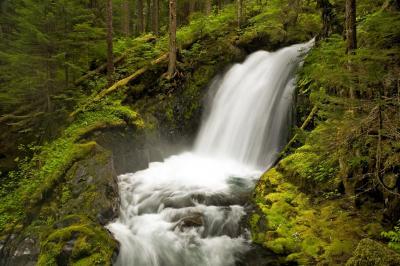 pictures of Olympic National Park - Boulder River Trail