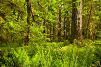 pictures of Olympic National Park - Ancient Groves Nature Trail