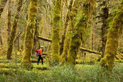images of Olympic National Park - Sams River Trail