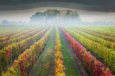 Southern Moravia photo spots - Josef Dufek vineyard