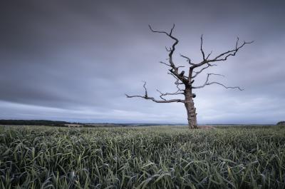 photos of Dorset -   Lone Tree At Tarrant Monkton
