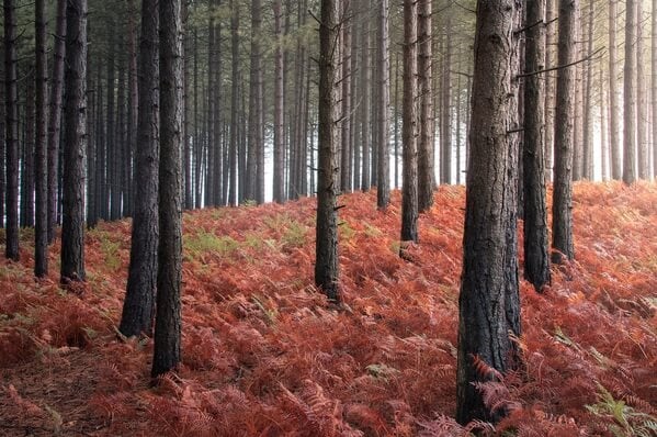 Wareham Forest
