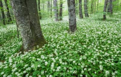 Plitvice Lakes National Park photo locations - Beechwood Forest