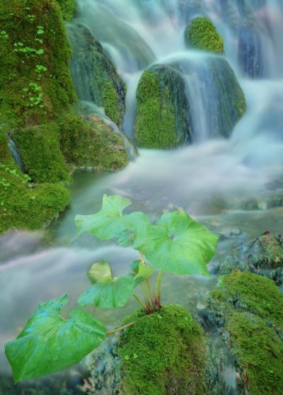 images of Plitvice Lakes National Park - Mossy Cascades 