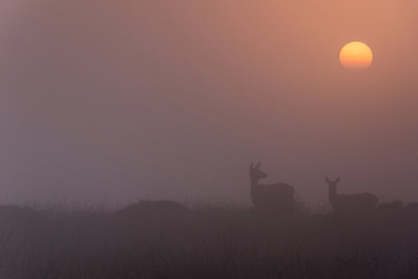 Deers at Sunrise