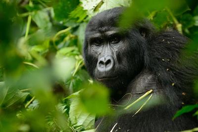 photo spots in Nakasongola - Gorilla Trekking at Ruhija (Bwindi)