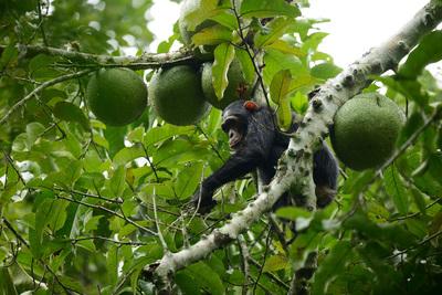 Kiruhura photography spots - Chimpanzee Tracking in Budongo Forest