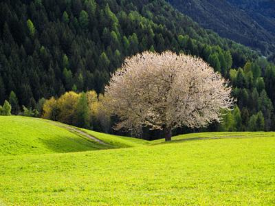 Photo of Val di Funes - Cherry Tree - Val di Funes - Cherry Tree
