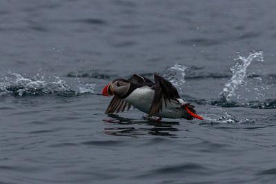 Puffin photography