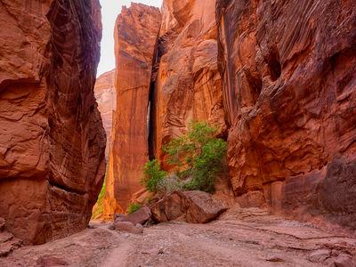 Picture of Wire Pass Slot Canyon - Wire Pass Slot Canyon