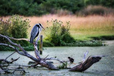 Image of Heron Pond, Bushy Park - Heron Pond, Bushy Park