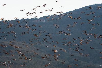 Photo of Izumi Crane Migration Grounds - Izumi Crane Migration Grounds