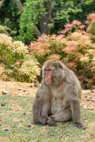 Photo of Arashiyama Monkey Park  - Arashiyama Monkey Park 