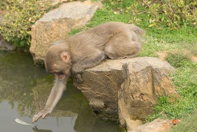 Image of Arashiyama Monkey Park  - Arashiyama Monkey Park 