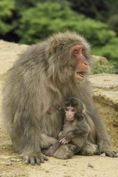 Photo of Arashiyama Monkey Park  - Arashiyama Monkey Park 