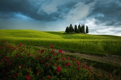 photography spots in Tuscany - Cypress grove by San Quirico d'Orcia