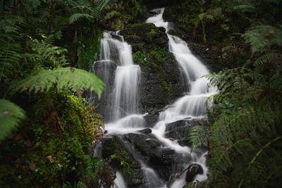Image of Melincourt Falls - Melincourt Falls