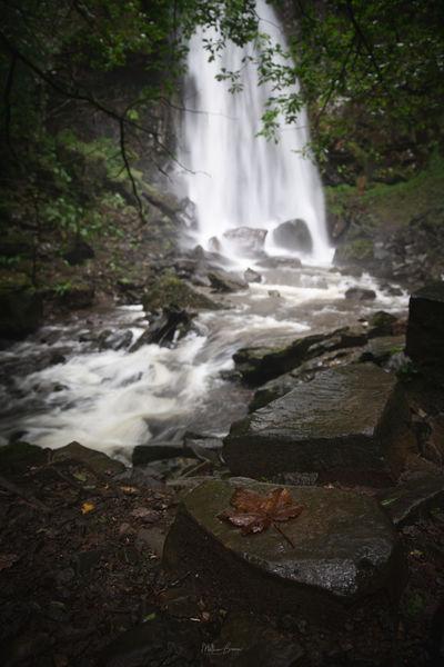 Picture of Melincourt Falls - Melincourt Falls