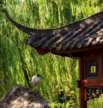 Image of Chinese Garden of Friendship - Chinese Garden of Friendship