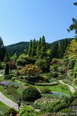Picture of Butchart Gardens - Butchart Gardens
