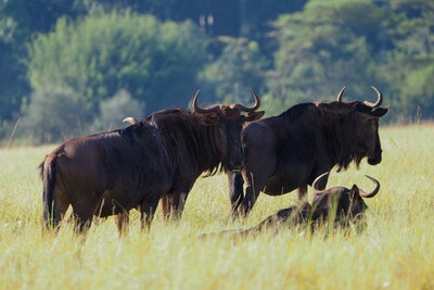 Picture of Mlilwane Wildlife Sanctuary, Eswatini - Mlilwane Wildlife Sanctuary, Eswatini