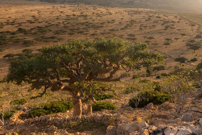 Siqirah photography spots - Homhil Plateau, Socotra