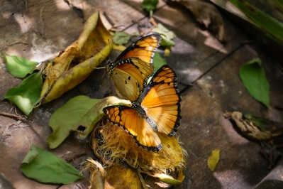 Photo of Zanzibar Butterfly Centre - Zanzibar Butterfly Centre