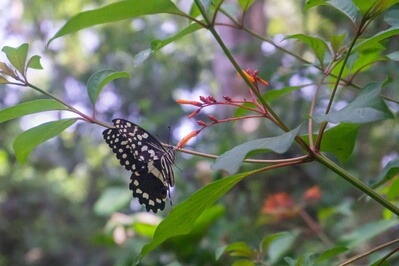 Picture of Zanzibar Butterfly Centre - Zanzibar Butterfly Centre
